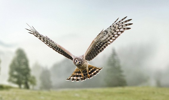 Bird of prey landing